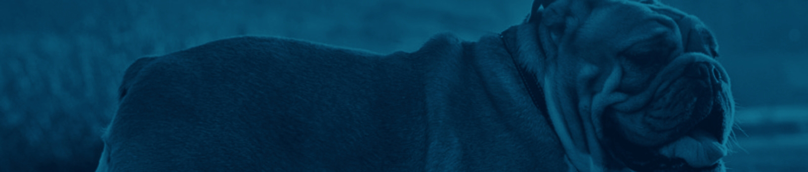 Bulldog Banner