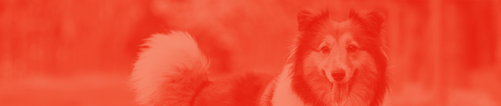 Collie Banner